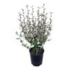 2L Corokia Frosted Chocolate