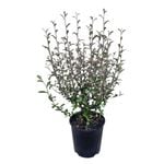 2L Corokia Frosted Chocolate
