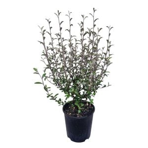 2L Corokia Frosted Chocolate