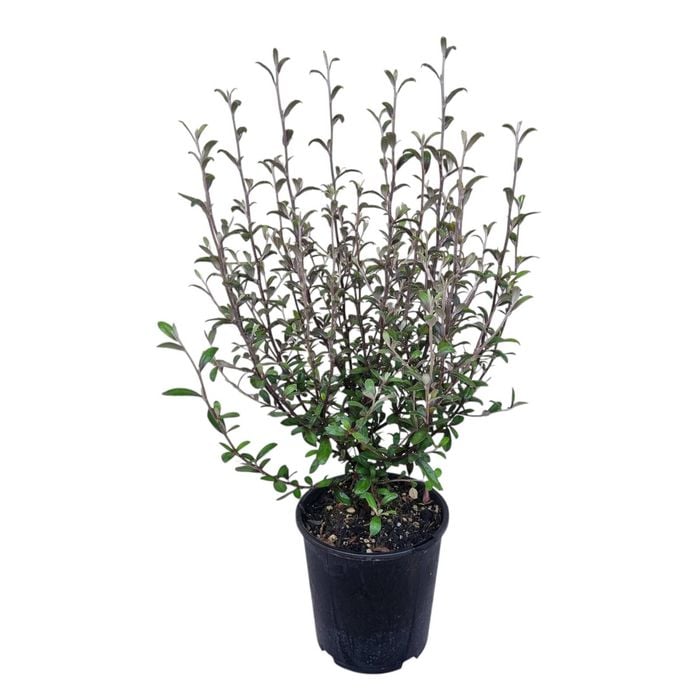 2L Corokia Frosted Chocolate