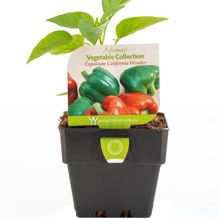 100mm Capsicum California Wonder - Capsicum Annuum