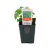 7cm Parsley Curled - Petroselinum Crispum