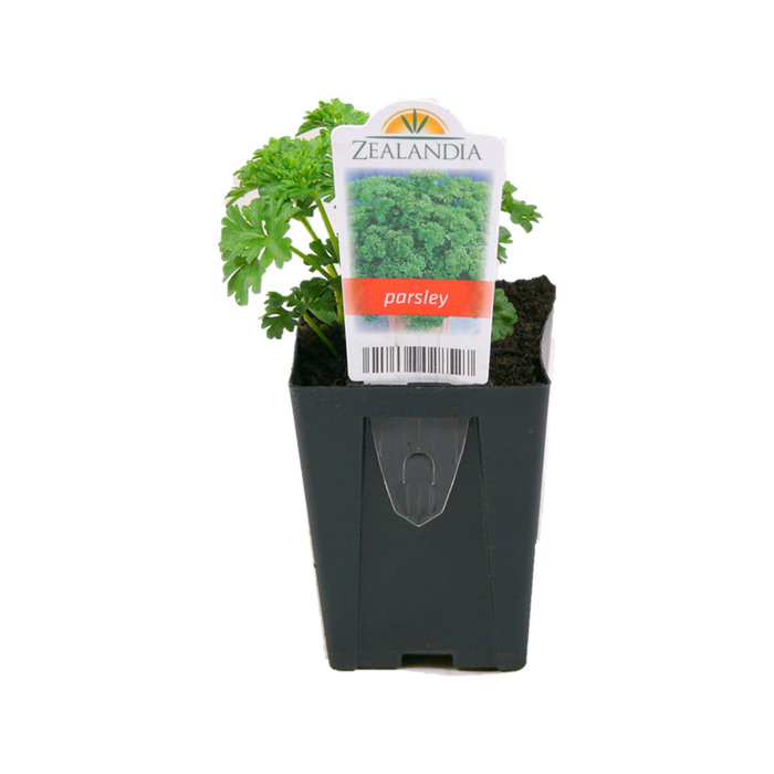 7cm Parsley Curled - Petroselinum Crispum