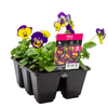 6 Cell Fusion - Viola Love Child - Viola cornuta