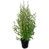 3.3L Korokio - Corokia Geenty's Green