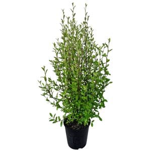 3.3L Korokio - Corokia Geenty's Green