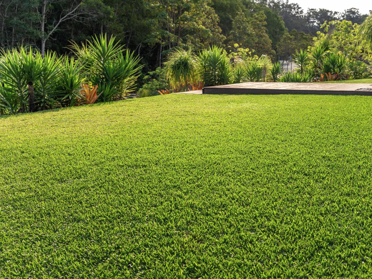 How To Care For Your Lawn In Summer - Bunnings Australia