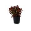 200mm Nandina Nana