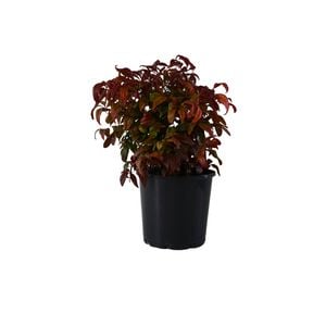 200mm Nandina Nana