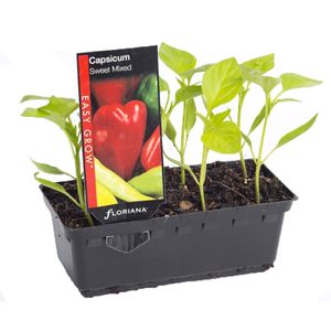 Capsicum Sweet Mix Punnet - Capsicum annuum