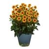 Gardening Solutionz 15cm Heliopsis Funky Spinner 