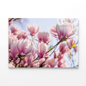 Magnolia Tree Pink Blossom  Print 100% Australian Made 90 x 60cm  (Acrylic)