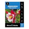 Bloomin' Bulbs Aquilegia Red - 1 Pack