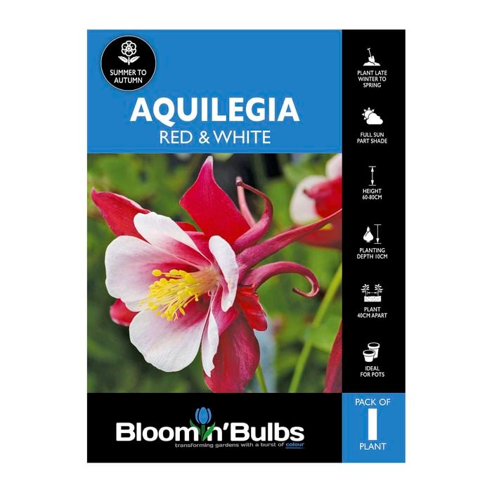 Bloomin' Bulbs Aquilegia Red - 1 Pack