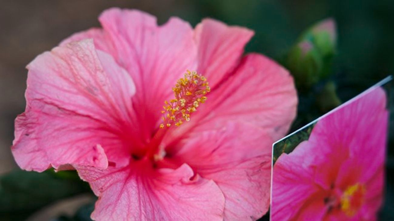 Close up of a pink hibiscus flower