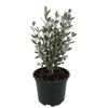 2.5L Teucrium Silver Box - Teucrium fruticans Silver Box