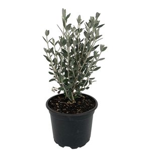2.5L Teucrium Silver Box - Teucrium fruticans Silver Box