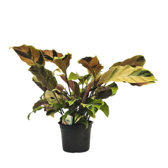 120mm Prayer Plant - Calathea Iietzei Fusion Yellow