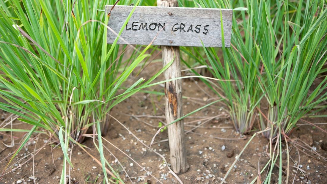 wide shot of lemongrass with a sign