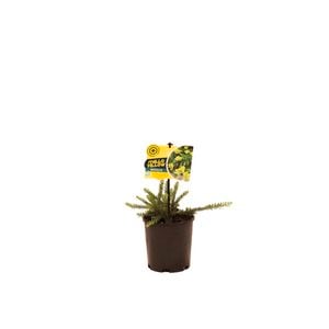 140mm Grevillea Lanigera Mellow Yellow