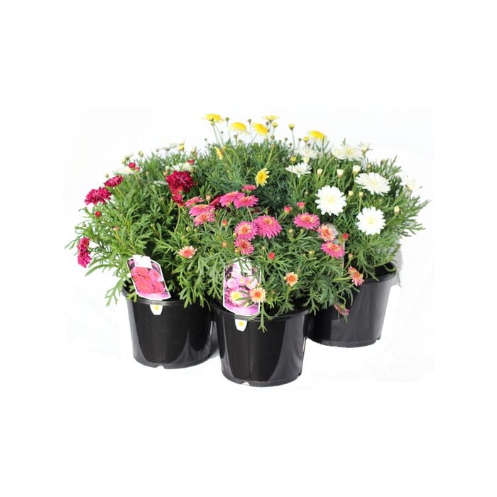 205mm Assorted Argyranthemum Angelic - Argyranthemum frutescens