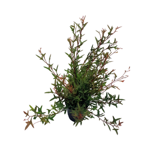 140mm Catkin Grevillea - Grevillea synapheae