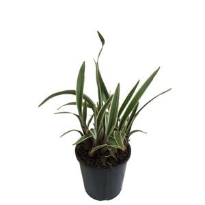 1.9L Dianella Wyeena™ - Dianella tasmanica