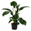 140mm Peace Lily - Spathiphyllum catalina