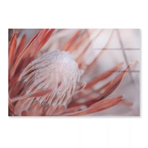 Dried Protea Plant  Print 100% Australian Made 120 x 90cm  (Acrylic)