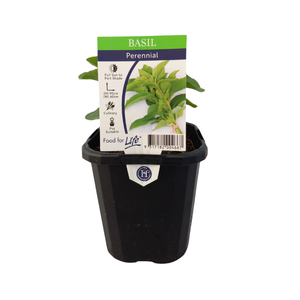 95mm Basil Perennial - Mentha x rotundifolia