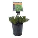 Plants for Ponds - 125mm Water Milfoil Dragonfly
