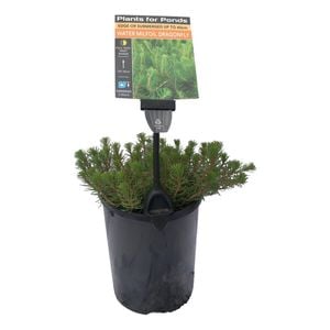 Plants for Ponds - 125mm Water Milfoil Dragonfly