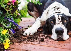 A dog laying its head on a deck