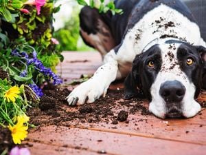 A dog laying its head on a deck