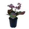 150mm Bergenia Bressingham Ruby - Bergenia - Gardening Solutionz