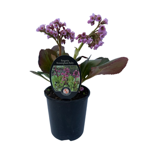 150mm Bergenia Bressingham Ruby - Bergenia - Gardening Solutionz