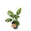 95mm Monstera Monkey Mask - Monstera adansonii