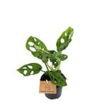 95mm Monstera Monkey Mask - Monstera adansonii