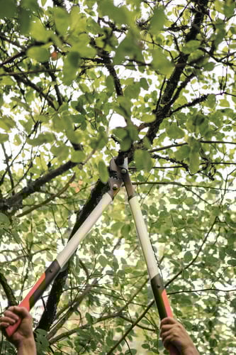 A pair of loppers being used to trim a branch