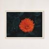 Galrie Kabloom Bright Red Flower Fine Art Photography Print for Home Decor, Wood Frame, A1 60 x 84cm (23 x 33inch)