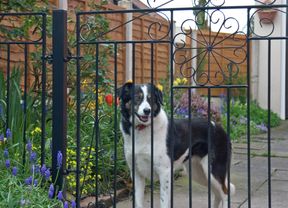 DIY Advice Image - How to dog and cat-proof your home . G Drive blob storage upload.