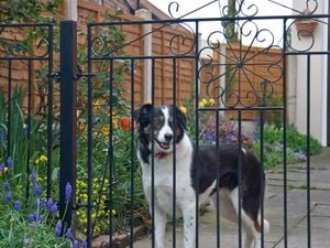 DIY Advice Image - How to dog and cat-proof your home . G Drive blob storage upload.