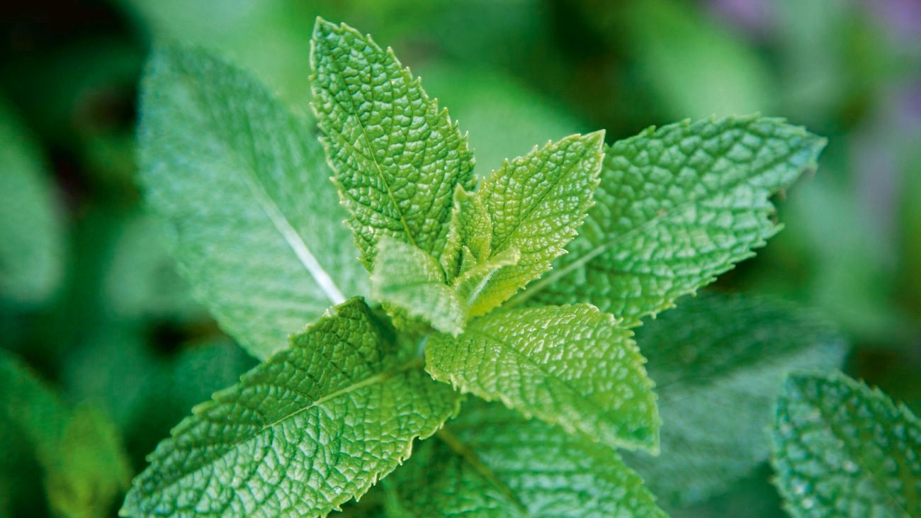 Mint (Mentha spicata).