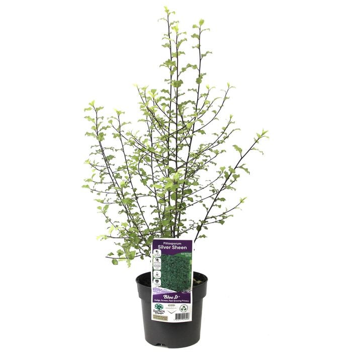 140mm Pittosporum Silver Sheen - Pittosporaceae