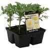4 Cell Marigold Vanilla - Tagetes patula - Perfect 4 Pots Range