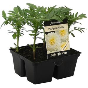 4 Cell Marigold Vanilla - Tagetes patula - Perfect 4 Pots Range