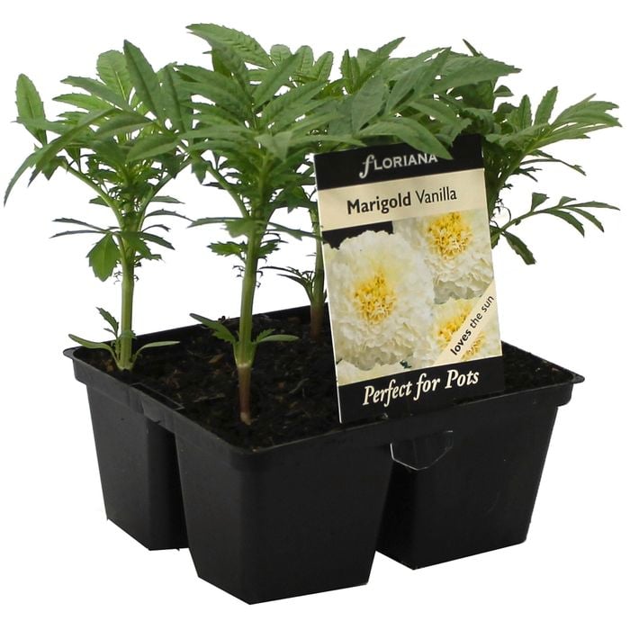 4 Cell Marigold Vanilla - Tagetes patula - Perfect 4 Pots Range