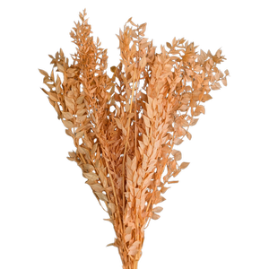 Blooms of Joy 60cm Peach Ruscus 10 Pack Preserved