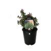 1.9L Escallonia Red Dream - Escalloniaceae
