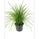 270mm Lomandra Lime Tuff - Lomandra longifolia x confertifolia subsp. pallida